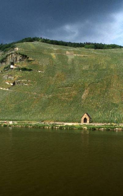 the Mosel vineyards